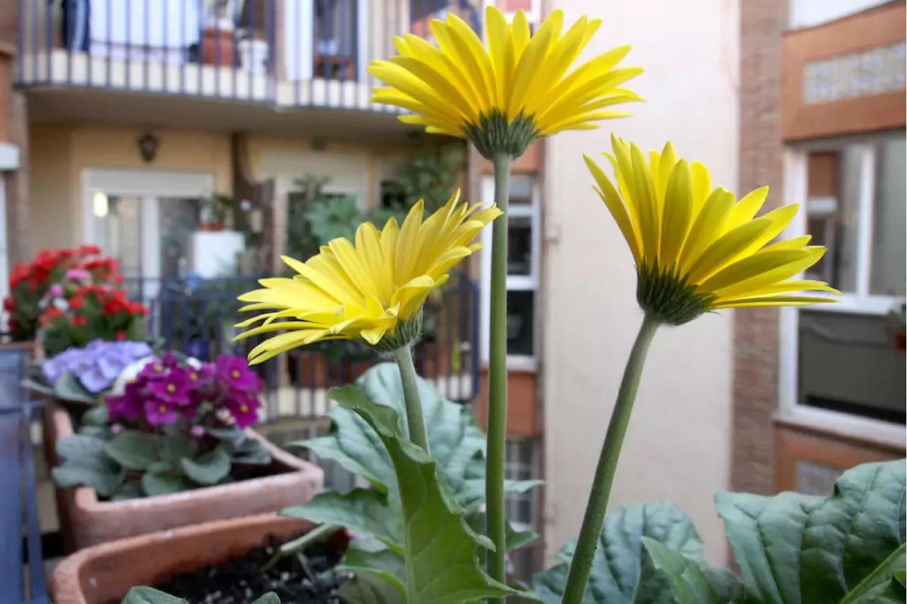 Apartamento Azahara Kordoba Zewnętrze zdjęcie